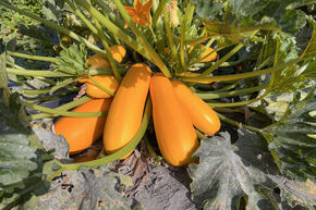 Courgette ‘Auslese Sativa’