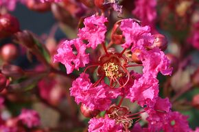 Lilas d'Indes 'With Love Kiss'