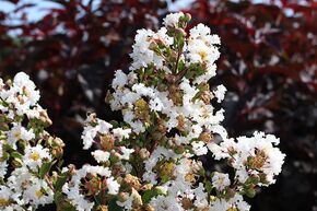 Lilas d'Inde 'With Love Virgin'