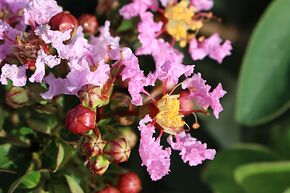 Lilas d'Inde 'With Love Babe'