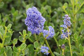 Lilas de Californie, fleur de semis  'Skylark'