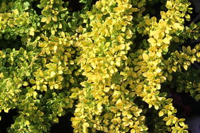 Berb�ris de Thunberg 'Sunsation'