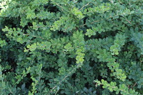 Berb�ris de Thunberg 'Green Ornament'