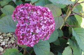 Hortensia 'Bella Ragazza'� Mauvette