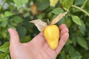 Physalis 'Gigantalis'