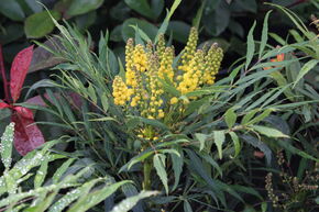 Mahonia chinois 'Sweet Winter'