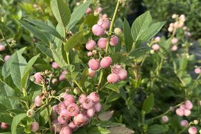 Myrtillier 'Pink Bonbons�'
