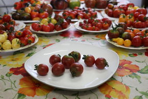 Tomate gourmande 'Rosella'