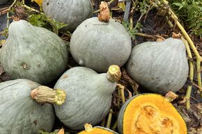 Courge d'Hokkaido 'Blue Ballet'