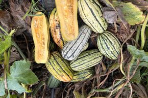 Courge ‘Bush Delicata’
