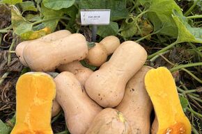 Courge Butternut 'Nutterbutter'