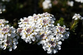 Iberis des rochers 'Fr�hlingsgruss'