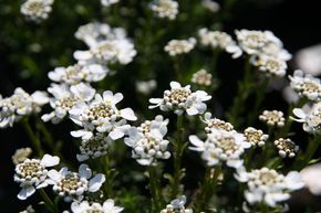 Iberis des rochers 'Appen Etz'