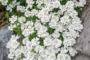 Iberis des rochers 'Zwergschneeflocke'