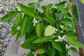 Orange Switrus� 'Ichangorange'