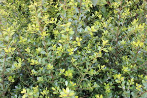 Houx cr�nel� 'Dark Green'