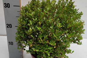 Houx cr�nel� 'Glorie Dwarf'