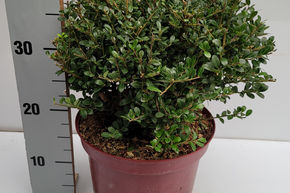 Houx cr�nel� 'Glorie Gem'