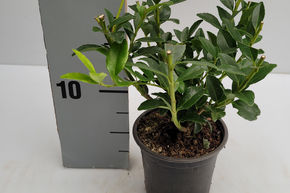 Houx 'Kanehirae'