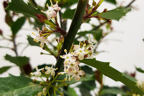 Houx 'Heckenblau�'