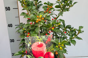 Houx de No�l 'Heckenfee�' - en pot d�coratif rouge de No�l