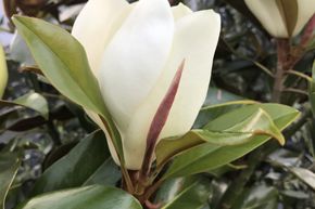 Magnolia � feuilles persistantes 'Goliath'