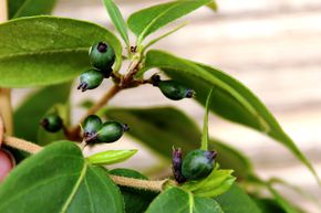 Ch�vrefeuille de Henry