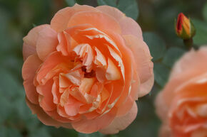 Rose Impala�