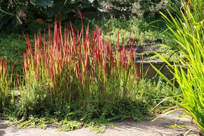 Imp�rate cylindrique 'Red Baron'
