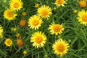 Aun�e � feuilles r�curv�es