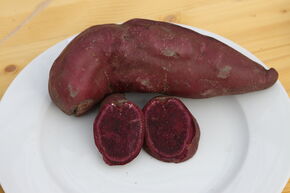 Patate douce Thanksgiver� 'Purple'