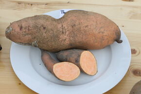 Patate douce Thanksgiver� 'Orange'