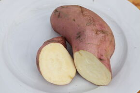 Patate douce Thanksgiver� 'Yellow' 