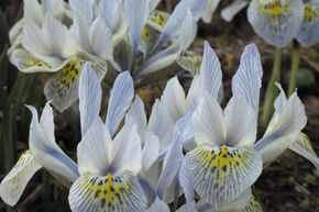 Iris r�ticul� nain 'Katharine Hodgkin'