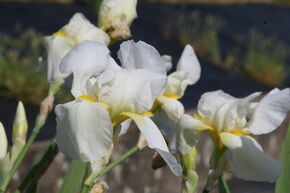 Iris 'Lugano'