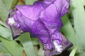 Iris 'Black Knight'