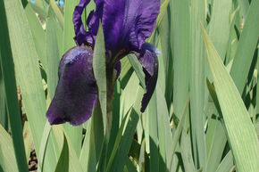 Iris 'Eleanore Roosevelt'
