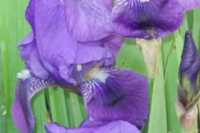 Iris 'Lovely Again'