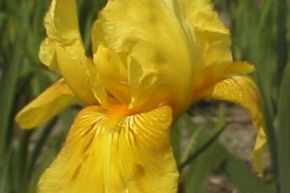 Iris barbu 'St Crispin'