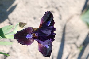 Iris 'Dark Vader'