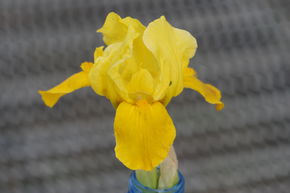 Iris 'Gleaming Gold'