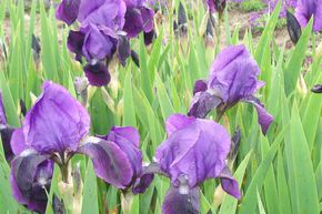 Iris 'Hamburger Nacht'