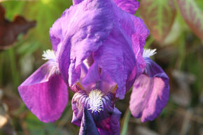 Iris nain 'Cyanea'