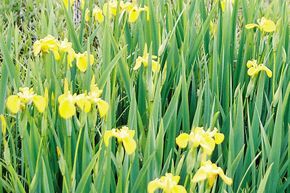 Iris d'eau, des Marais