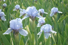 Iris 'Blue Denim'