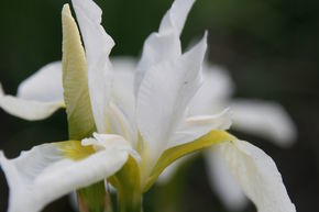 Iris de Sib�rie 'Snow Queen'