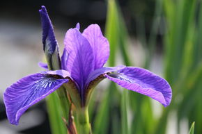 Iris de jardin sib�rien 'Annick