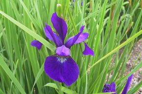 Iris de Sib�rie 'Caesar