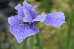 Iris de jardin sib�rien 'Dancing Nanou
