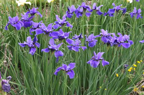Iris de Sib�rie 'Dreaming Spires